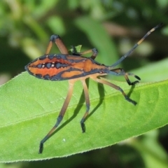 Amorbus sp. (genus) (Eucalyptus Tip bug) at Gigerline Nature Reserve - 3 Feb 2019 by michaelb