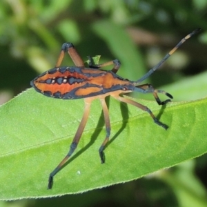 Amorbus sp. (genus) at Tharwa, ACT - 3 Feb 2019