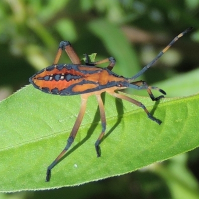 Amorbus sp. (genus) (Eucalyptus Tip bug) at Gigerline Nature Reserve - 3 Feb 2019 by michaelb