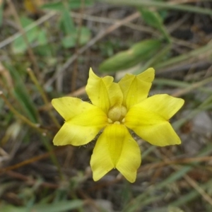 Goodenia pinnatifida at Acton, ACT - 21 Feb 2019 12:00 AM