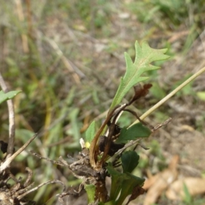 Goodenia pinnatifida at Acton, ACT - 21 Feb 2019 12:00 AM