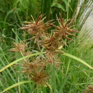 Cyperus congestus at Acton, ACT - 21 Feb 2019 12:00 AM