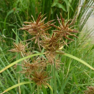 Cyperus congestus (Dense Flat-sedge) at Lake Burley Griffin West - 20 Feb 2019 by RWPurdie