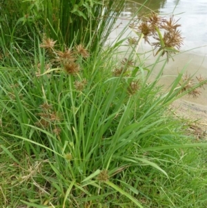 Cyperus congestus at Acton, ACT - 21 Feb 2019 12:00 AM