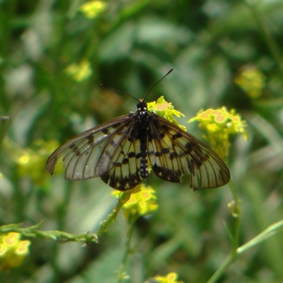 Acraea andromacha (Glasswing) at Mount Ainslie - 4 Dec 2010 by DPRees125