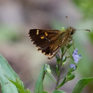 Anisynta monticolae at Cotter River, ACT - 21 Jan 2019