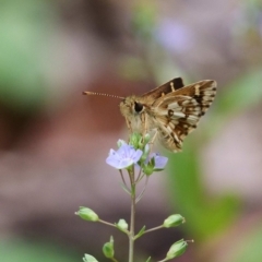 Anisynta monticolae at Cotter River, ACT - 21 Jan 2019