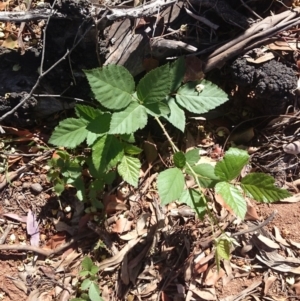 Rubus anglocandicans at Ainslie, ACT - 17 Dec 2018