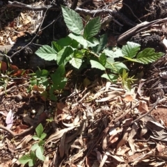 Rubus anglocandicans at Ainslie, ACT - 17 Dec 2018