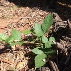 Rubus anglocandicans at Ainslie, ACT - 17 Dec 2018