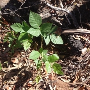 Rubus anglocandicans at Ainslie, ACT - 17 Dec 2018