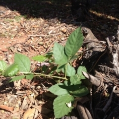 Rubus anglocandicans at Ainslie, ACT - 17 Dec 2018