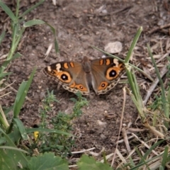 Junonia villida (Meadow Argus) at Paddys River, ACT - 21 Feb 2019 by davobj