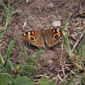 Junonia villida at Paddys River, ACT - 21 Feb 2019