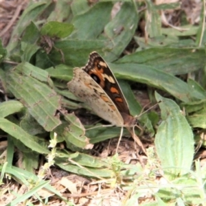 Junonia villida at Paddys River, ACT - 21 Feb 2019 12:00 PM