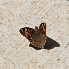 Junonia villida at Paddys River, ACT - 21 Feb 2019 12:00 PM