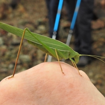 Polichne sp. (genus) (Small Grassland Katydid) at Paddys River, ACT - 21 Feb 2019 by JohnBundock