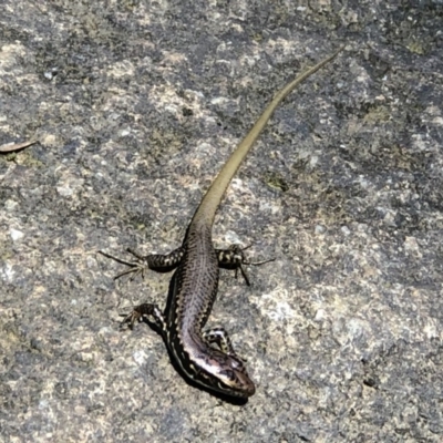 Eulamprus heatwolei (Yellow-bellied Water Skink) at Tidbinbilla Nature Reserve - 9 Feb 2019 by Groovetrain