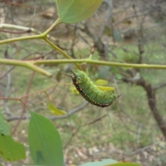 Doratifera quadriguttata and casta (Four-spotted Cup Moth) at O'Malley, ACT - 21 Feb 2015 by Mike