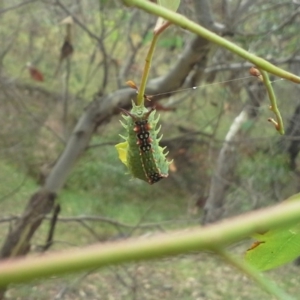 Doratifera quadriguttata and casta at O'Malley, ACT - 22 Feb 2015 10:53 AM