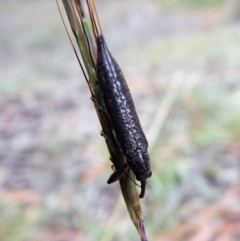 Rhinotia sp. (genus) (Unidentified Rhinotia weevil) at Cook, ACT - 22 Feb 2019 by CathB