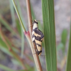 Olbonoma triptycha (Chezela Group) at Dunlop, ACT - 22 Feb 2019 by CathB