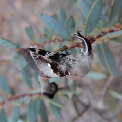 Pinara undescribed species near divisa at Dunlop, ACT - 22 Feb 2019 by CathB