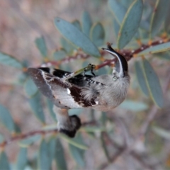 Pinara undescribed species near divisa at Dunlop, ACT - 21 Feb 2019 by CathB