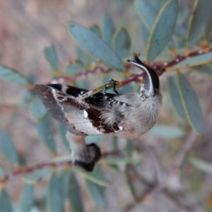 Pinara undescribed species near divisa at Dunlop, ACT - 22 Feb 2019