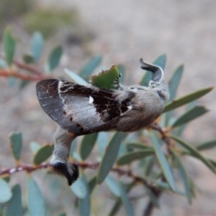 Pinara undescribed species near divisa at Dunlop, ACT - 22 Feb 2019