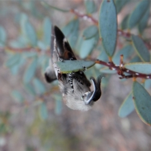 Pinara undescribed species near divisa at Dunlop, ACT - 22 Feb 2019