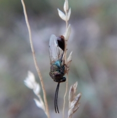 Eucharitidae (family) (Unidentified ant-parasite wasp) at Mount Painter - 23 Feb 2019 by CathB