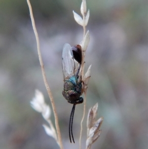 Eucharitidae (family) at Cook, ACT - 23 Feb 2019