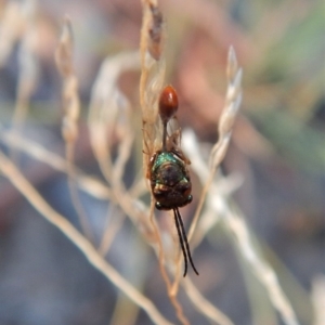 Eucharitidae (family) at Cook, ACT - 23 Feb 2019