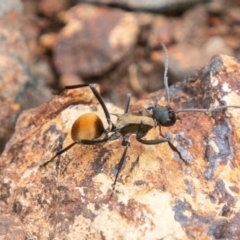 Polyrhachis ammon (Golden-spined Ant, Golden Ant) at Paddys River, ACT - 22 Feb 2019 by SWishart