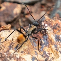 Polyrhachis ammon at Paddys River, ACT - 22 Feb 2019 09:37 AM