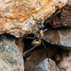 Polyrhachis ammon at Paddys River, ACT - 22 Feb 2019 09:37 AM