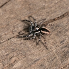 Jotus frosti (Frost's jumping spider) at Cotter River, ACT - 20 Feb 2019 by SWishart