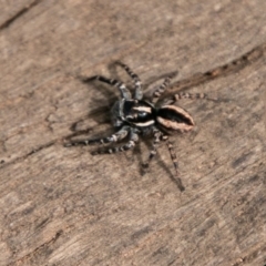 Jotus frosti (Frost's jumping spider) at Namadgi National Park - 19 Feb 2019 by SWishart