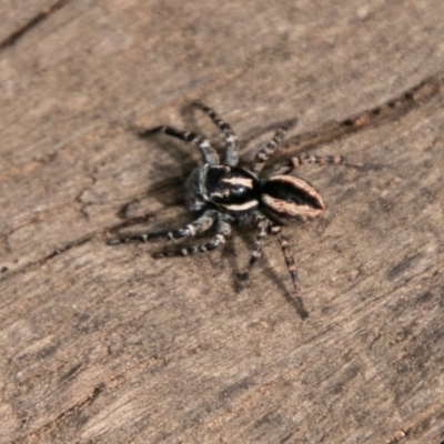 Jotus frosti (Frost's jumping spider) at Namadgi National Park - 19 Feb 2019 by SWishart