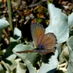 Theclinesthes serpentata (Saltbush Blue) at Googong, NSW - 22 Feb 2019 by Wandiyali