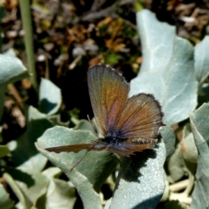 Theclinesthes serpentata at Googong, NSW - 22 Feb 2019