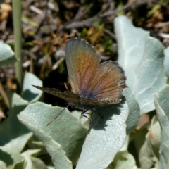 Theclinesthes serpentata at Googong, NSW - 22 Feb 2019