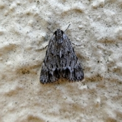 Spectrotrota fimbrialis (A Pyralid moth) at Googong, NSW - 22 Feb 2019 by Wandiyali