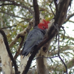 Callocephalon fimbriatum (Gang-gang Cockatoo) at Mount Ainslie - 21 Feb 2019 by WalterEgo