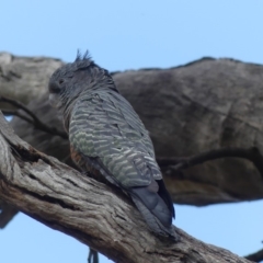 Callocephalon fimbriatum (Gang-gang Cockatoo) at Ainslie, ACT - 21 Feb 2019 by WalterEgo