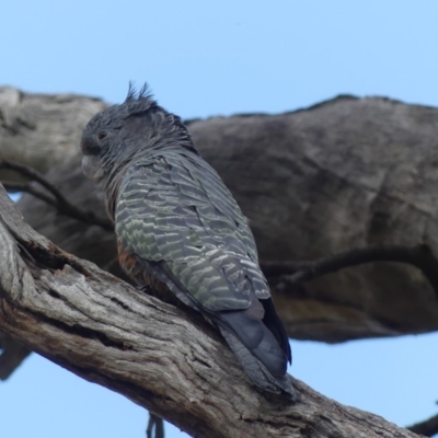 Callocephalon fimbriatum (Gang-gang Cockatoo) at Mount Ainslie - 21 Feb 2019 by WalterEgo