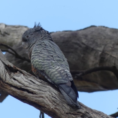 Callocephalon fimbriatum (Gang-gang Cockatoo) at Ainslie, ACT - 22 Feb 2019 by WalterEgo