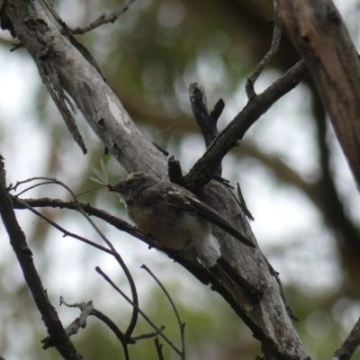 Rhipidura albiscapa (Grey Fantail) at Majura, ACT - 22 Feb 2019 by WalterEgo