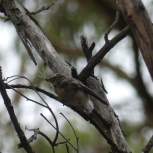 Rhipidura albiscapa at Majura, ACT - 22 Feb 2019